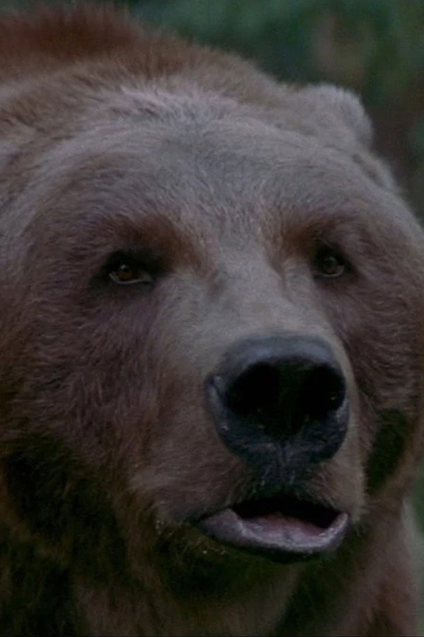 Bart the Bear — фото 1